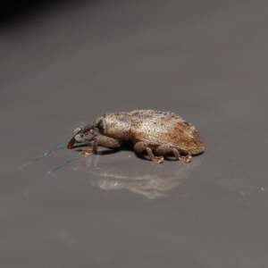 Curculionidae (family) at Acton, ACT - 2 Aug 2020