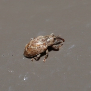 Curculionidae (family) at Acton, ACT - 2 Aug 2020