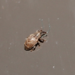 Curculionidae (family) at Acton, ACT - 2 Aug 2020