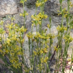 Pimelea curviflora (Curved Rice-flower) at Mount Taylor - 2 Aug 2020 by MatthewFrawley