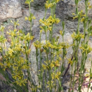 Pimelea curviflora at Kambah, ACT - 2 Aug 2020 02:23 PM