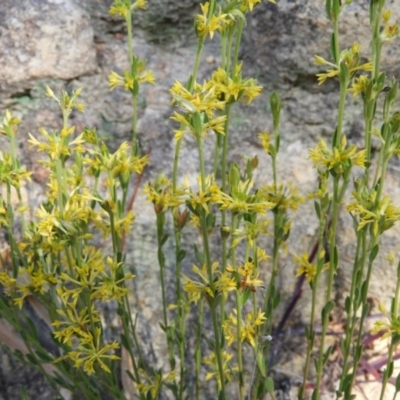 Pimelea curviflora (Curved Rice-flower) at Kambah, ACT - 2 Aug 2020 by MatthewFrawley