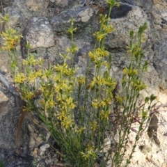 Pimelea curviflora at Kambah, ACT - 2 Aug 2020