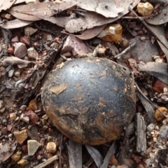 Pisolithus marmoratus (Horse Dung Fungus) at Bruce Ridge to Gossan Hill - 24 Jun 2020 by JanetRussell