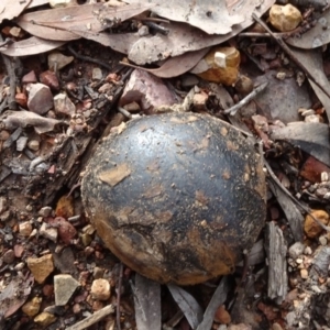 Pisolithus marmoratus at Bruce, ACT - 24 Jun 2020