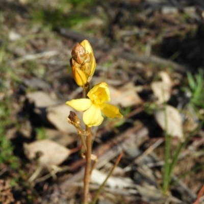 Bulbine bulbosa (Golden Lily) at Kambah, ACT - 2 Aug 2020 by MatthewFrawley