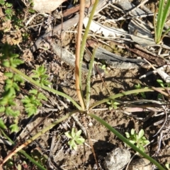 Bulbine bulbosa at Kambah, ACT - 2 Aug 2020 02:33 PM