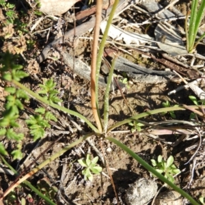 Bulbine bulbosa at Kambah, ACT - 2 Aug 2020