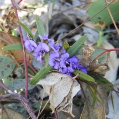 Hovea heterophylla (Common Hovea) at Mount Taylor - 2 Aug 2020 by MatthewFrawley