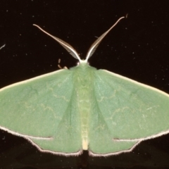 Prasinocyma semicrocea (Common Gum Emerald moth) at Guerilla Bay, NSW - 30 Jul 2020 by jbromilow50