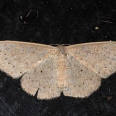 Scopula optivata (Varied Wave) at Guerilla Bay, NSW - 30 Jul 2020 by jb2602