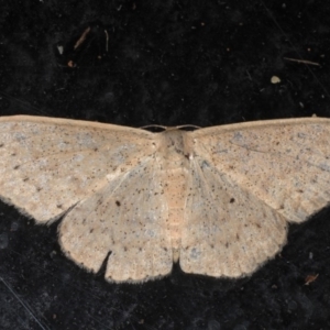 Scopula optivata at Guerilla Bay, NSW - 30 Jul 2020