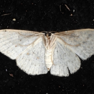 Scopula optivata at Guerilla Bay, NSW - 30 Jul 2020