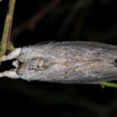 Destolmia lineata (Streaked Notodontid Moth) at Guerilla Bay, NSW - 30 Jul 2020 by jb2602