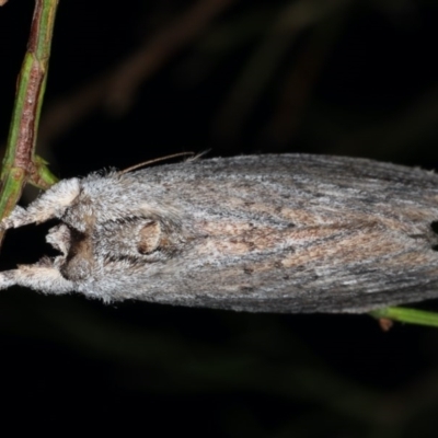 Destolmia lineata (Streaked Notodontid Moth) at Guerilla Bay, NSW - 30 Jul 2020 by jbromilow50