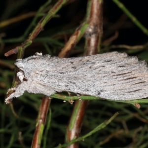 Destolmia lineata at Guerilla Bay, NSW - 30 Jul 2020 08:49 PM