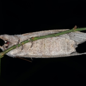 Destolmia lineata at Guerilla Bay, NSW - 30 Jul 2020 08:49 PM