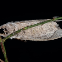 Destolmia lineata at Guerilla Bay, NSW - 30 Jul 2020