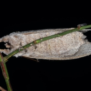 Destolmia lineata at Guerilla Bay, NSW - 30 Jul 2020 08:49 PM