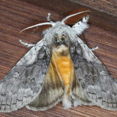 Calliteara pura (Perfect Tussock Moth) at Guerilla Bay, NSW - 30 Jul 2020 by jb2602