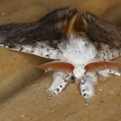 Calliteara pura at Guerilla Bay, NSW - 30 Jul 2020