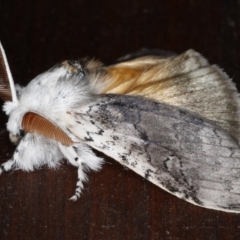 Calliteara pura at Guerilla Bay, NSW - 30 Jul 2020