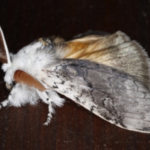 Calliteara pura at Guerilla Bay, NSW - 30 Jul 2020