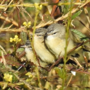 Acanthiza chrysorrhoa at Tennent, ACT - 3 Aug 2020