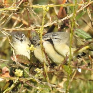 Acanthiza chrysorrhoa at Tennent, ACT - 3 Aug 2020