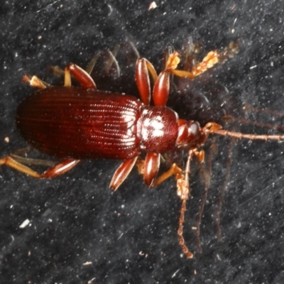 Unidentified Darkling beetle (Tenebrionidae) at Guerilla Bay, NSW - 30 Jul 2020 by jbromilow50