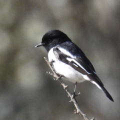 Melanodryas cucullata cucullata (Hooded Robin) at Tennent, ACT - 3 Aug 2020 by HelenCross