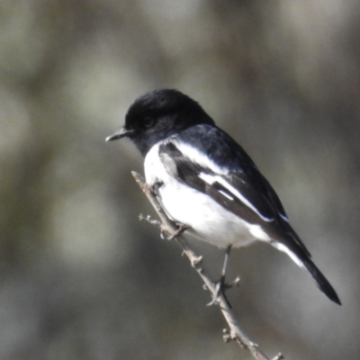Melanodryas cucullata (Hooded Robin) at Tennent, ACT - 3 Aug 2020 by HelenCross