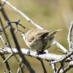 Aphelocephala leucopsis (Southern Whiteface) at Tennent, ACT - 3 Aug 2020 by HelenCross