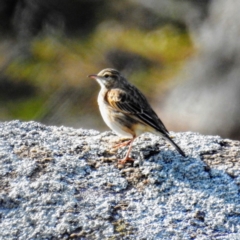 Anthus australis (Australian Pipit) at Tennent, ACT - 3 Aug 2020 by HelenCross