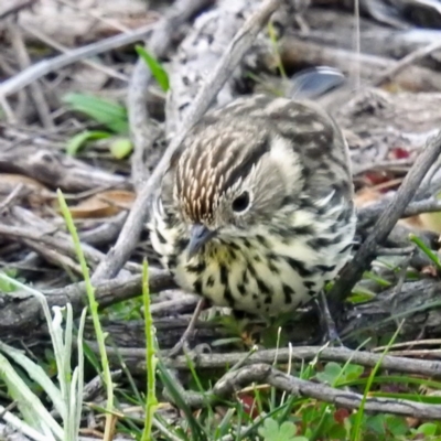 Pyrrholaemus sagittatus (Speckled Warbler) at Tuggeranong DC, ACT - 3 Aug 2020 by HelenCross