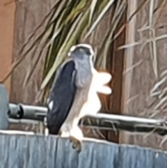 Tachyspiza fasciata (Brown Goshawk) at Harrison, ACT - 4 Aug 2020 by Alright