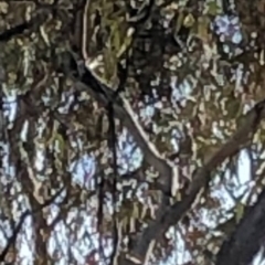 Petroica rosea (Rose Robin) at The Fair, Watson - 3 Aug 2020 by Lisa.Jok