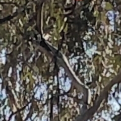 Petroica rosea at Watson, ACT - 3 Aug 2020