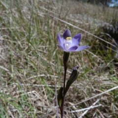 Thelymitra pauciflora (Slender Sun Orchid) at Latham, ACT - 26 Oct 2012 by Caric