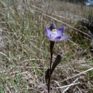 Thelymitra pauciflora at Latham, ACT - 26 Oct 2012