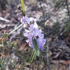 Hovea heterophylla (Common Hovea) at O'Connor, ACT - 4 Aug 2020 by trevorpreston