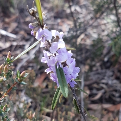 Hovea heterophylla (Common Hovea) at Bruce Ridge - 4 Aug 2020 by trevorpreston