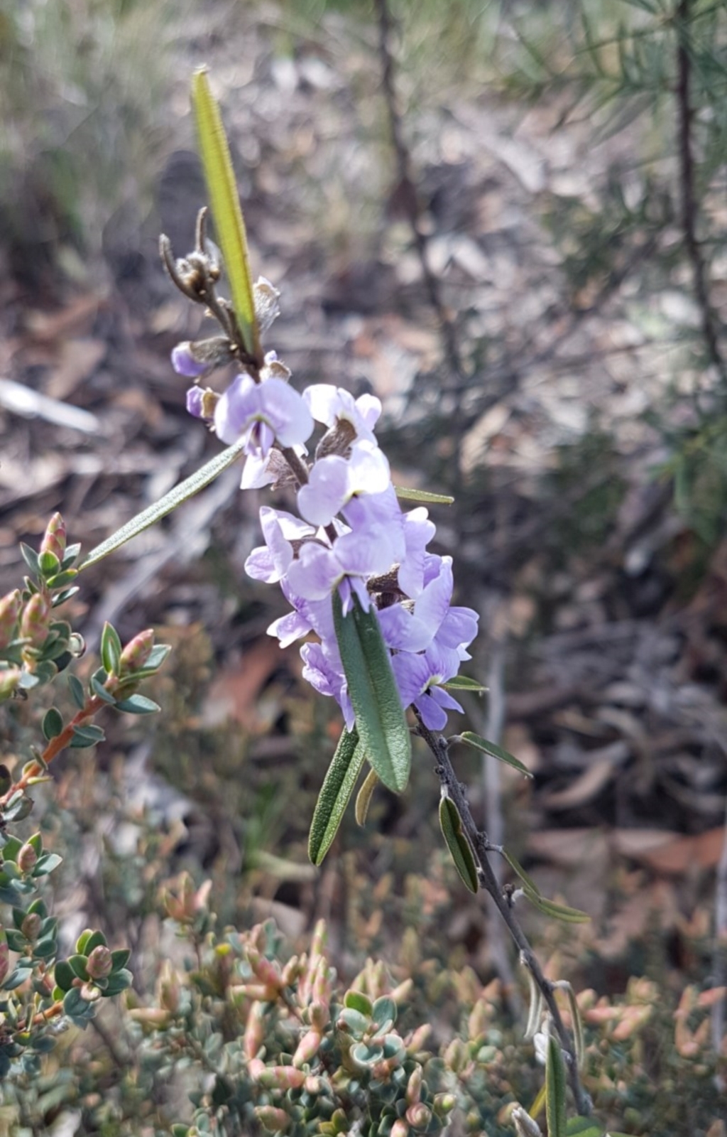 Hovea heterophylla at O'Connor, ACT - 4 Aug 2020