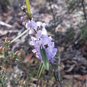 Hovea heterophylla at O'Connor, ACT - 4 Aug 2020