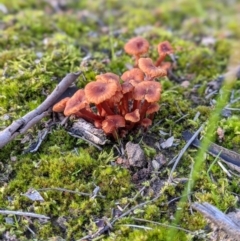 Omphalina s.l. at Thurgoona, NSW - 2 Jul 2020 by ChrisAllen