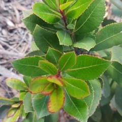 Arbutus unedo (Strawberry Tree) at Bruce Ridge - 4 Aug 2020 by trevorpreston