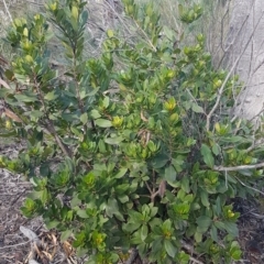 Arbutus unedo at O'Connor, ACT - 4 Aug 2020