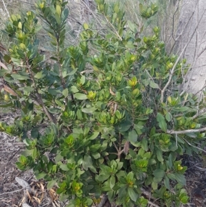 Arbutus unedo at O'Connor, ACT - 4 Aug 2020 12:46 PM