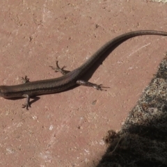 Lampropholis guichenoti (Common Garden Skink) at Narrabundah, ACT - 14 Jul 2020 by RobParnell