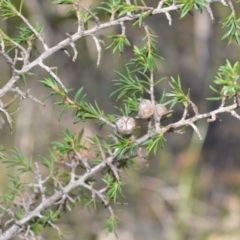 Leptospermum arachnoides (Spidery Tea-tree) at Longreach, NSW - 3 Aug 2020 by plants